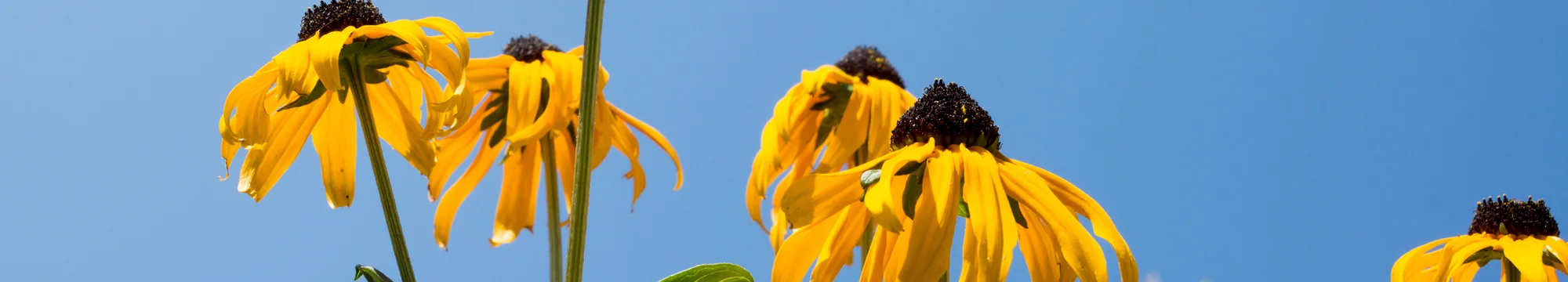 Exercise, concomitant to therapy, has a positive influence on therapy-induced side-effects in patients with haematological malignancies