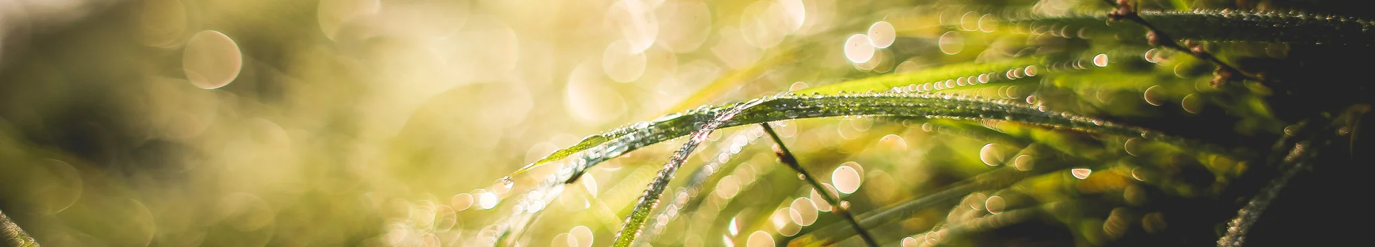 Behandlung der Immunthrombozytopenie mit Rituximab:Ergebnisse einer klinischen Studie konsekutiver Patienten von September 2000 bis März 2010