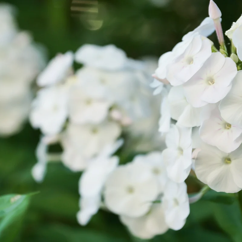 JOSHA – Table of Contents Volume 2 Issue 1