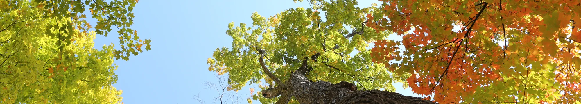 Der jüdische Philosoph Spinoza und seine Beziehung zum Judentum