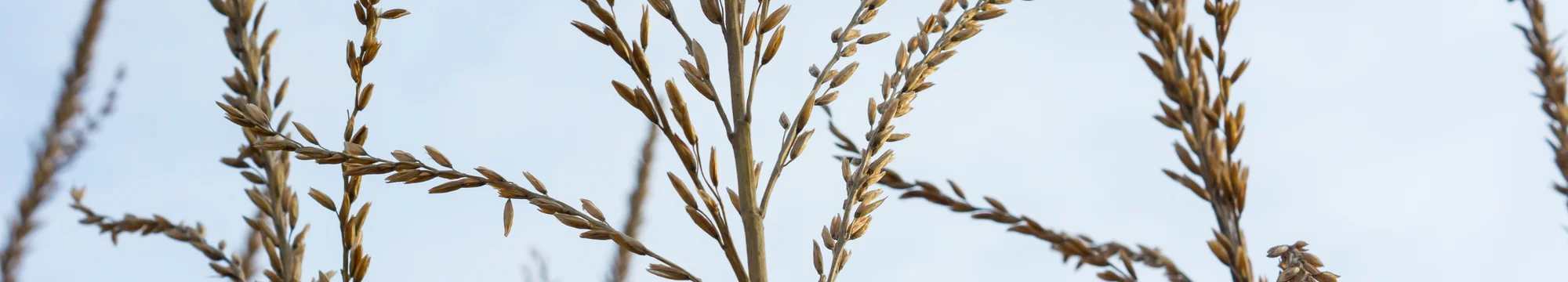 Hepatocellular alterations and dysregulation of oncogenic pathways in the liver of transgenic mice overexpressing growth hormone