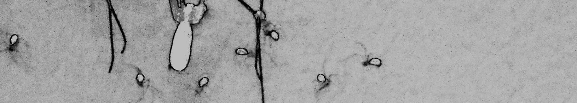 Epigenetische Mechanismen embryonaler Induktion und sozialer Prägungsprozesse