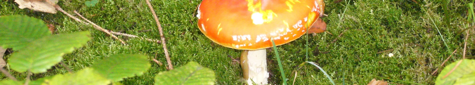 The Bayes Approach in Medical Statistics