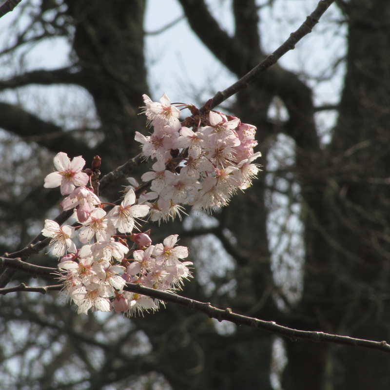 Fleurs et musiques de Bretagne