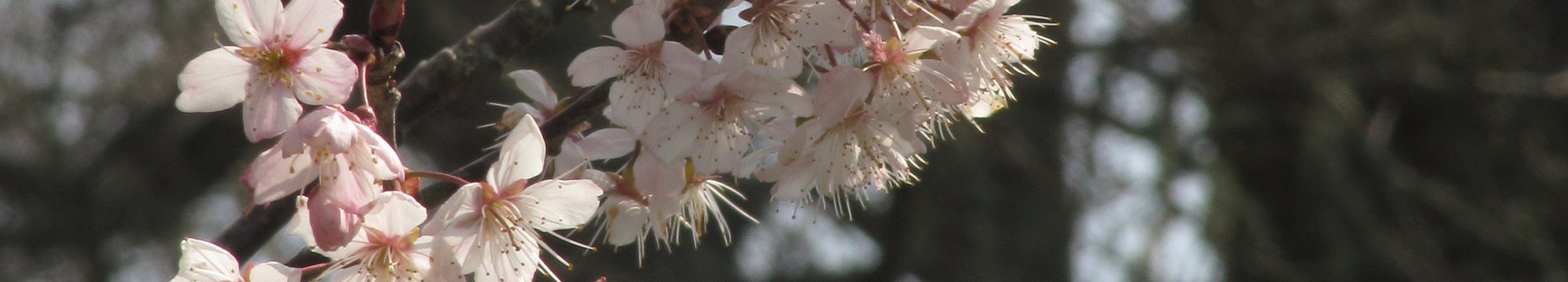 Fleurs et musiques de Bretagne