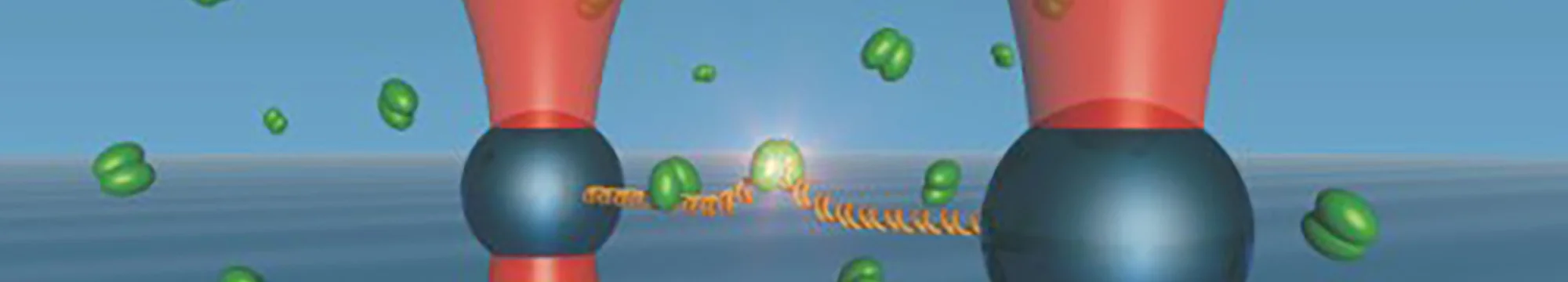 Assembly and disassembly of Rad51 filaments on single-stranded DNA: A novel assay to study the dynamics of protein-ssDNA interactions at the single-molecule level