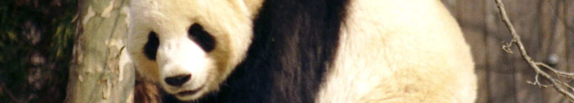 The JOSHA Demetrios Project: – 普通話