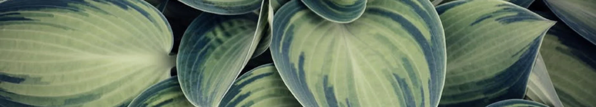 A Phenomenology of Pain – Eine Phänomenologie des Schmerzes