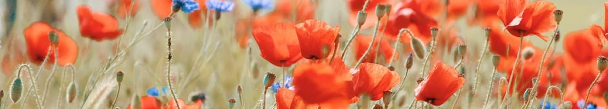 JOSHA`s CRITICAL REVIEW OF „Pembrolizumab plus Chemotherapy in Metastatic Non–Small-Cell Lung Cancer”