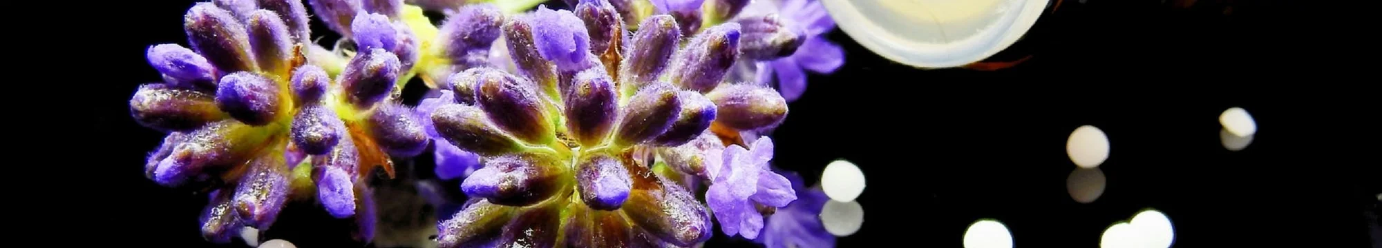 Can a Selection-Centric, Strengths-Based Approach to Cancer Treatment Help Treat or Prevent Cancer and Metastatic Disease?