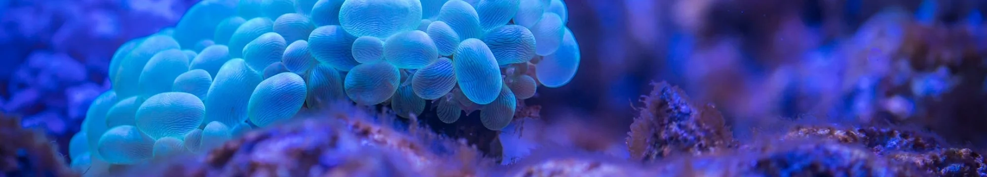 Recent developments and future directions in hematopoietic stem cell transplantation and cellular therapy.