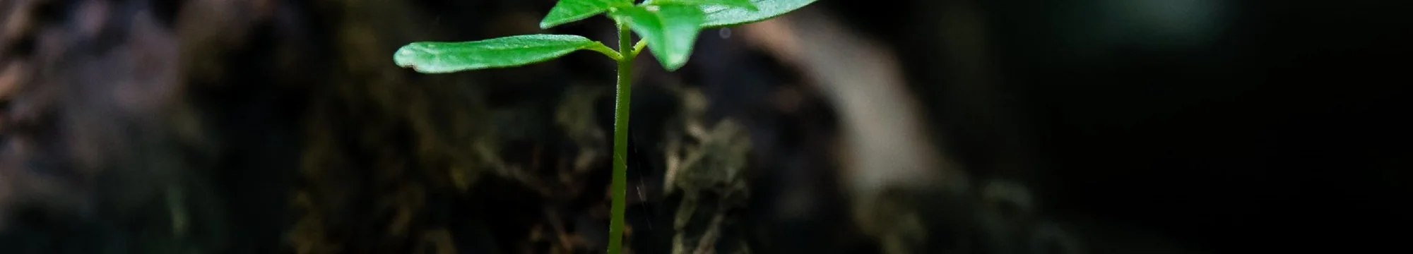 The Principles of Cancer: A Metaphor of Life?