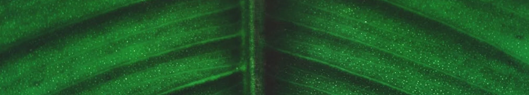 Correlation between ultrasound Diagnosis of Chorionicity with postpartum placental Histopathology and the Risk of adverse perinatal Outcomes in monochorionic twin Pregnancies