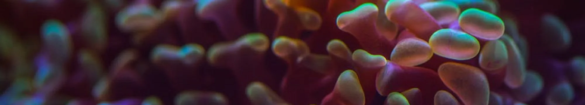 Desarrollo de Canales de Microfluidica – Development of microfluidic Channels