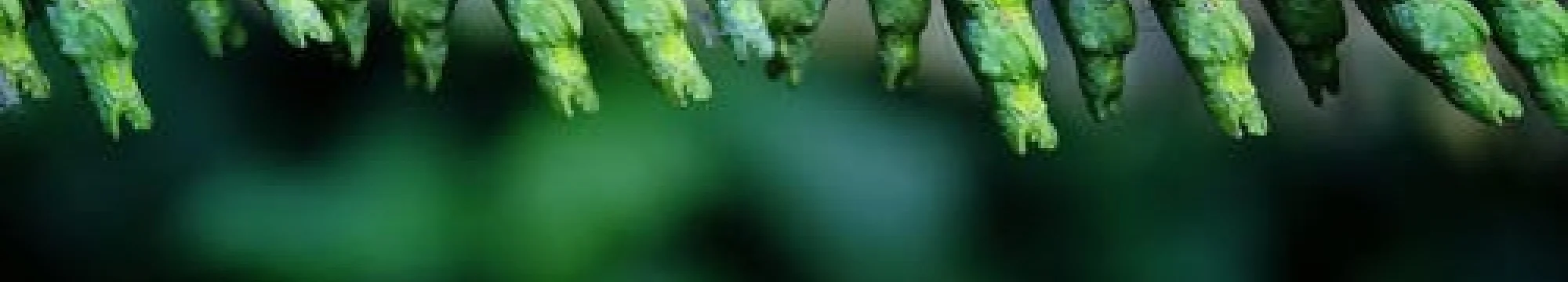 The Chrysalis Project