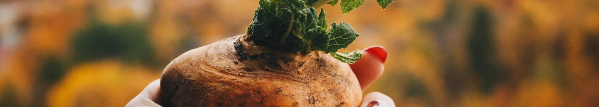 Tooth Dyeing Tradition among the Kanuri Speaking People of Borno, Nigeria