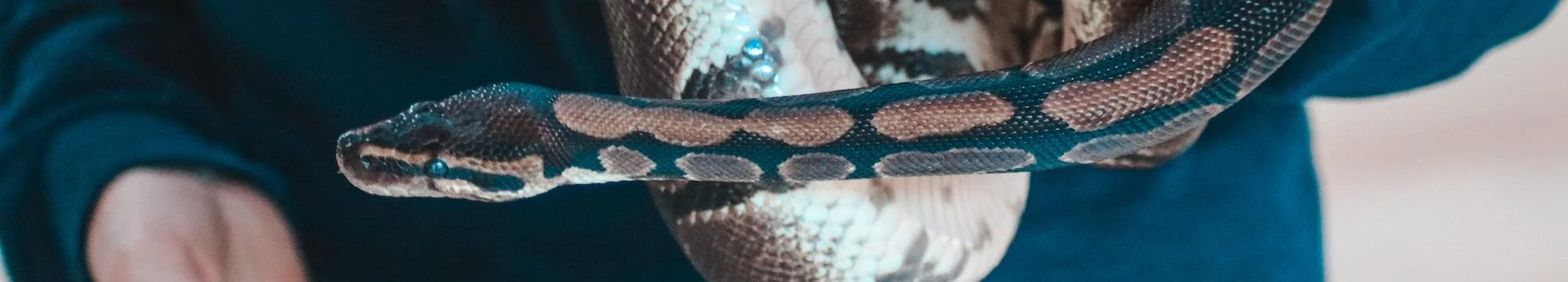 Snake Rescue Manual: Guidelines on Snake Rescue, Snakebite Management, and Community Education for Snake Conservation