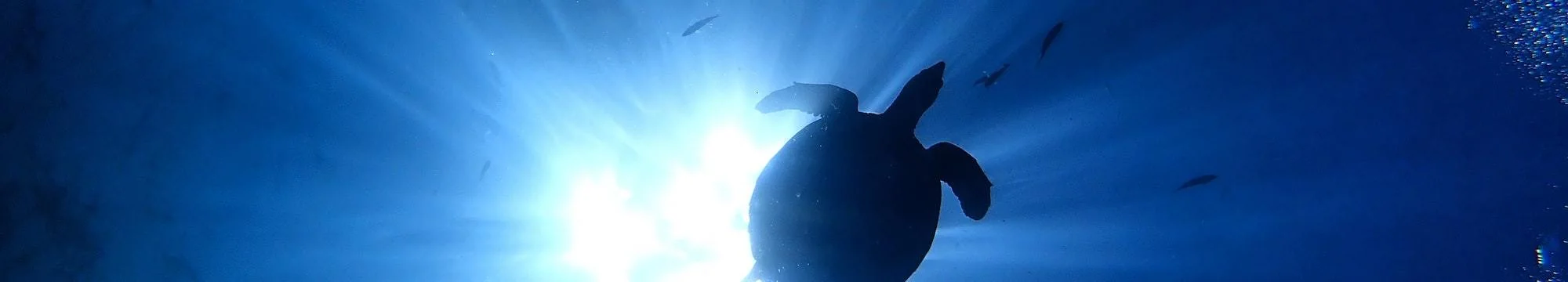 Habitat Viability and Threat Assessment Survey of Indian Soft-Shell Turtle Nilssonia gangetica in Gomti Lake, Central Gujarat, India