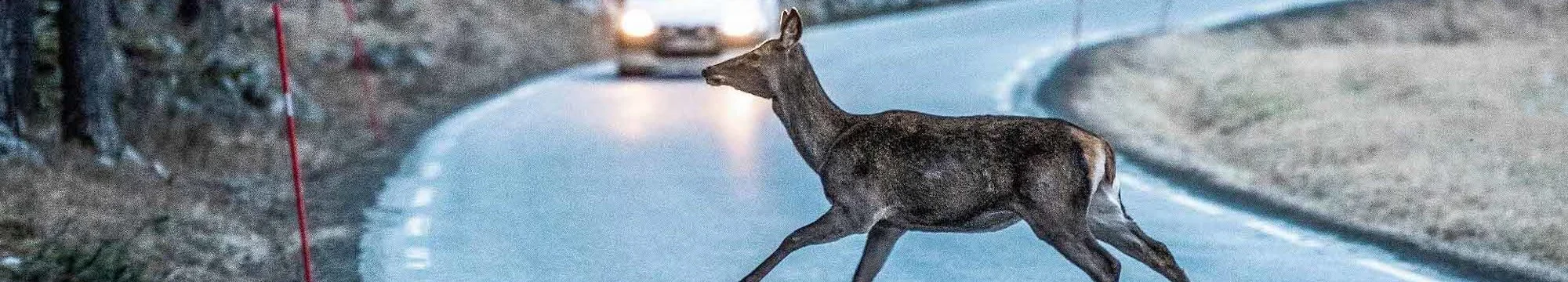 Short Communication: Wildlife Roadkill Mitigation in India