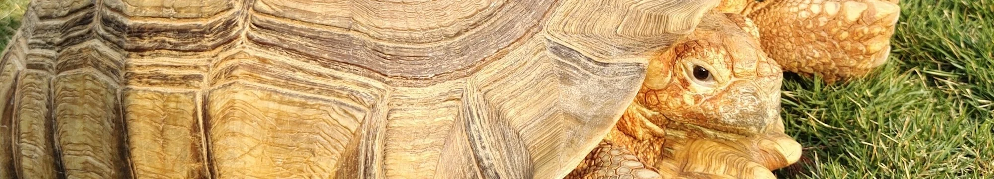 Care of Sulcata Tortoises (Centrochelys sulcata) in Captivity in India