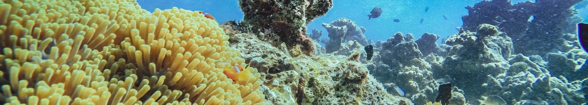 Inhibition of Microbial Biofilm by the Crude Extracts of Marine Sponge, Stylissa masa