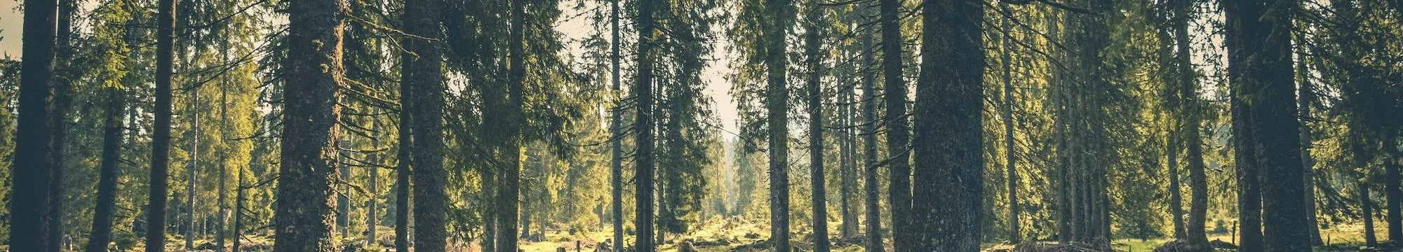 Un Estudio de Caso en Terapia de Esquemas: Abordaje de las Dificultades en la Falta de Límites – A Case Study in Schema Therapy: Addressing Difficulties in the Lack of Boundaries