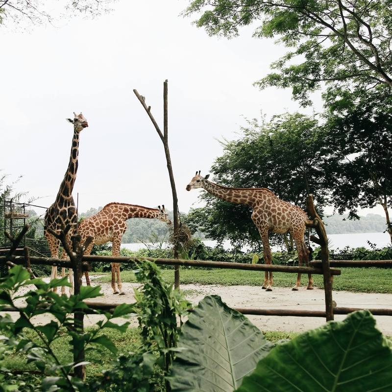 Zoo Nutrition for Wild Herbivores: An Examination of Dietary Requirements