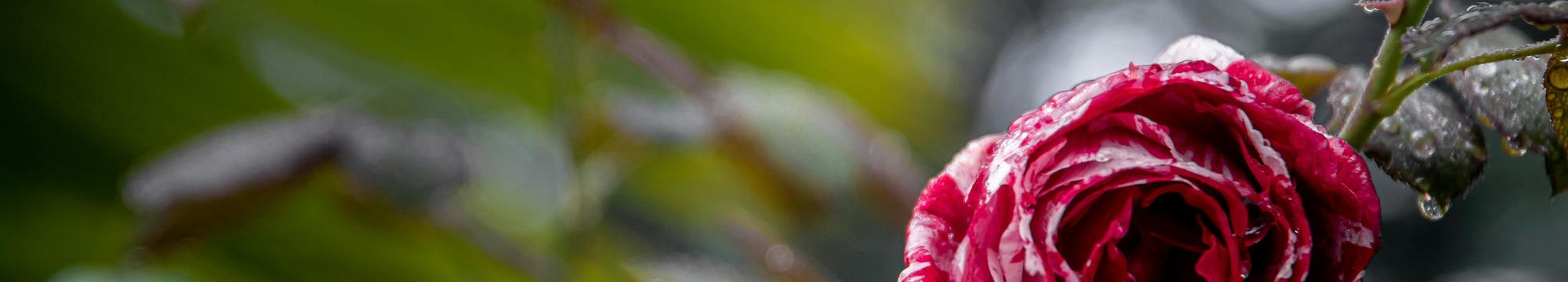 Femininity and Helplessness: a Psychoanalytic Reading of the Character Macabéa, from the Novel “A Hora da Estrela”