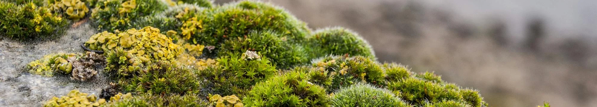 Evaluation of Biofilm Eradication in Foodborne Pathogens by Green Chemistry and Traditional Silver Nanoparticles